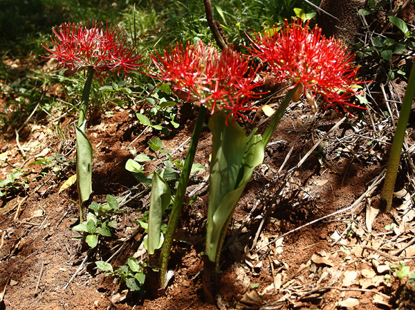 Flowers,Blood Lilies,Scadoxus multiflorus