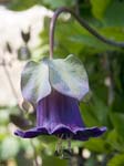 Cobaea scandens