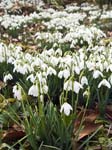 Snowdrops