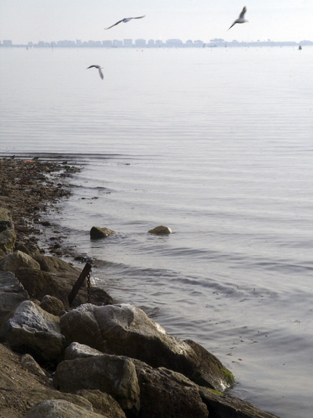 Gulls,Baiter Point,Poole Harbour