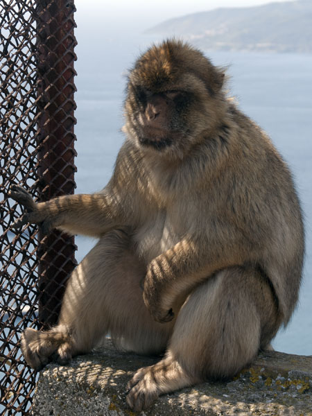 Barbary Macaque,Monkey,Gibraltar Ape