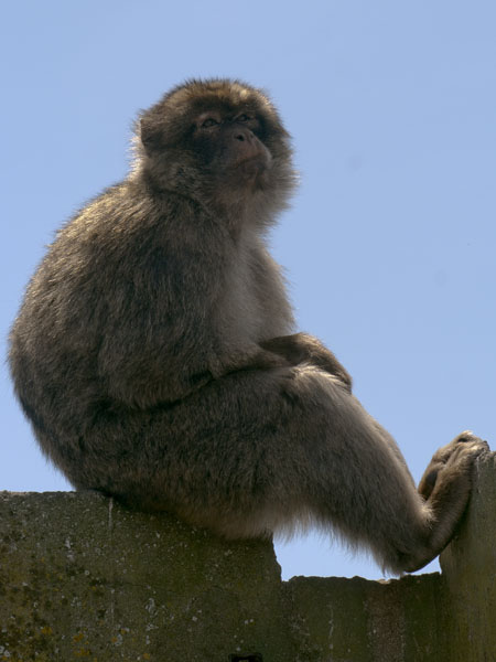Barbary Macaque,Monkey,Gibraltar Ape
