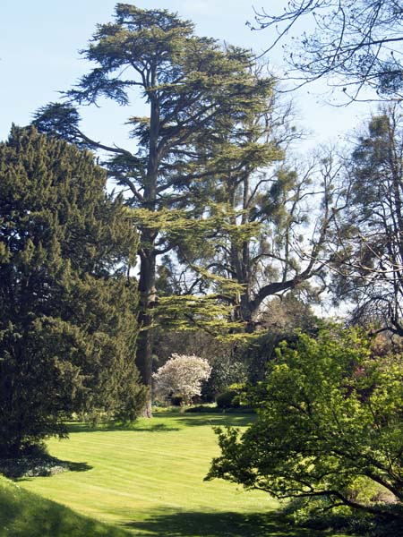 Gardens,Edmondsham House,Trees