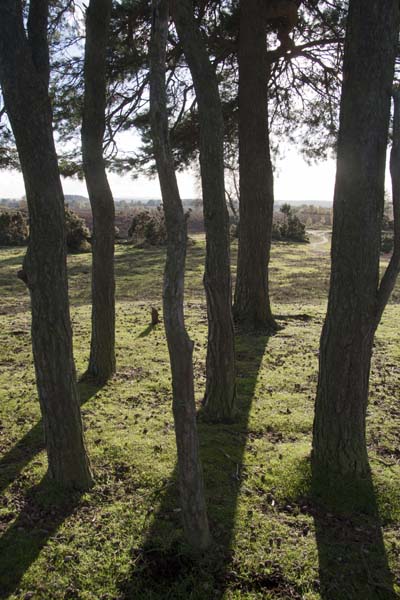 Robin Hood's Clump,Disc Barrow,Ibsley,Trees