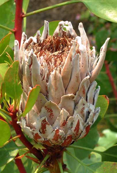Eden Project,Protea,Flower,Warm Temperate Biome