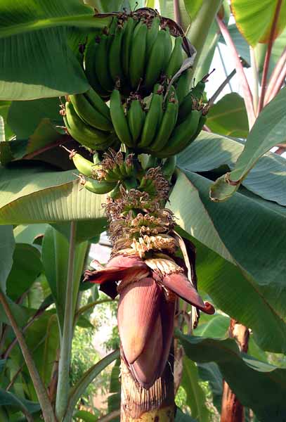 Eden Project,Banana,Fruit,Humid Tropics Biome