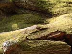 Fallen Tree Howen Bushes