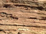 Dead Tree Fritham