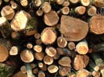 Log Pile Fritham