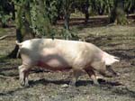 Pig Fritham