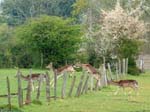 Deer Leaping Eyeworth