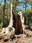 Beech Stump, Rufus Stone