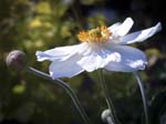 Japanese Anemone