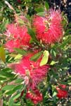 Callistemon Rigidus Outdoor Biome
