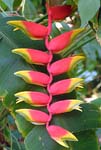 Heliconia psittacorum Humid Tropics Biome