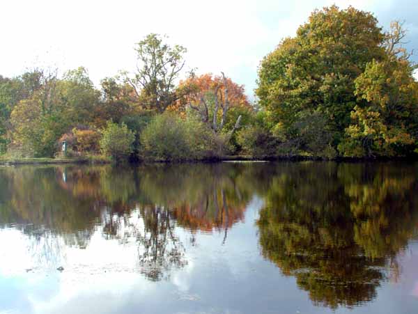 Fritham,Eyeworth Pond