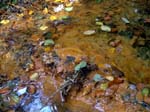 Irons Well Chalybeate Spring