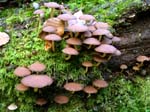 Common Stump Brittlestem Fungus
