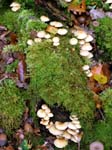 Fungi