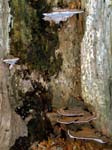 Bracket Fungi