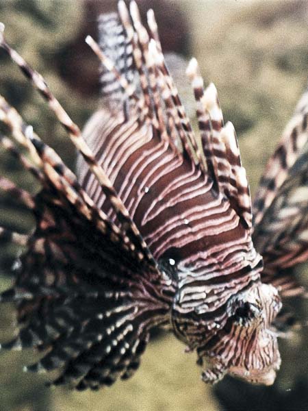 Lion Fish,Cotswold Wildlife Park
