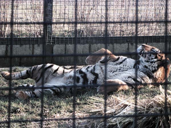 Tiger,Cotswold Wildlife Park