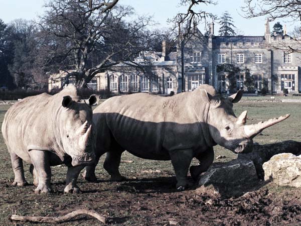Cotswold Wildlife Park,Zoo,Animals,Rhinos,Rhinosaurauses