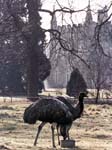 Emus