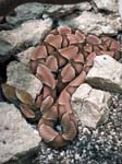Snakes
