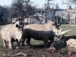 Rhinos