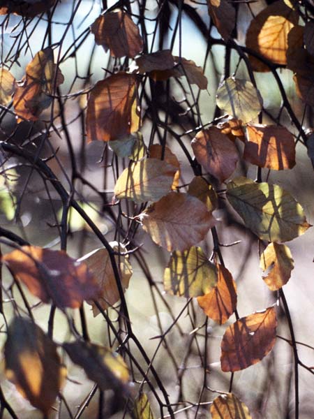 Tree,Leaves,Beech