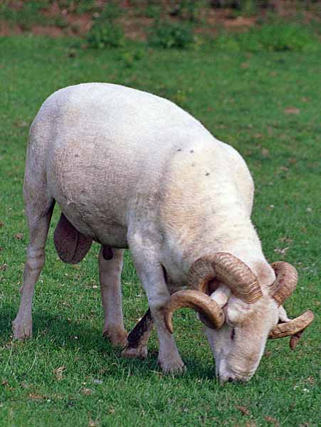Flowers,Lackham College,Animal,Sheep