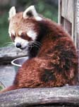 Red Panda