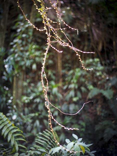 Gilpin Trace