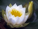 Water Lily