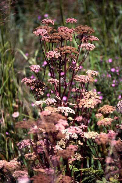 Angelica